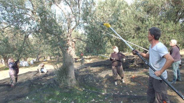 Balıkesir'de çiftçiler bu yönteme geçti: Verim artıyor, ağaç zarar görmüyor, seneye daha çok ürün veriyor