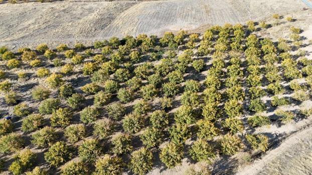 Zirai dondan etkilenmişlerdi! Gelecek yıl için umut veriyor