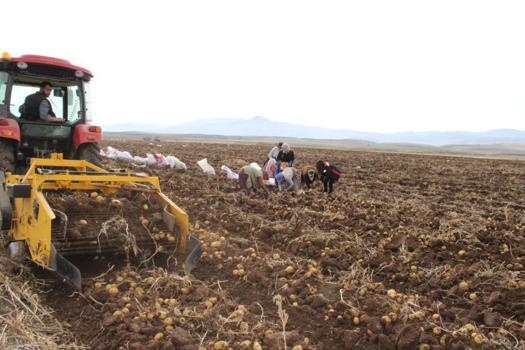 Tercan Ovası’nda kışlık patates bereketi! Türkiye genelinde ilgi görüyor