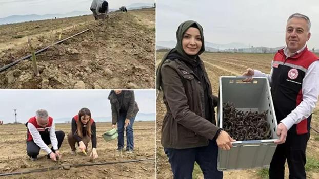 Amerika'da tarlada gördü, Tire'de üretmeye başladı! 12 yıl hasat yapacak: 3 ülkeye satıyor