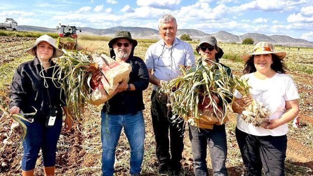 Türkiye'nin 'beyaz altını' kurtuluyor: Kesin çözüm bulundu, verim kaybı tarihe karışıyor!