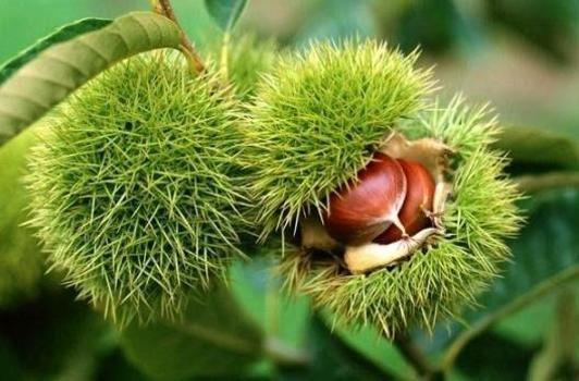 Düzce'de bahçe kurmak isteyenlere yüzde 75 destek! Başvurular başladı