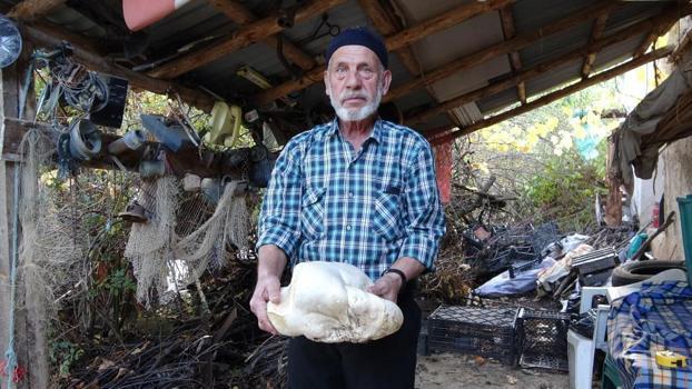 Kütahya'da bulundu, görenler şaştı kaldı! Tam 3 kilo ağırlığında