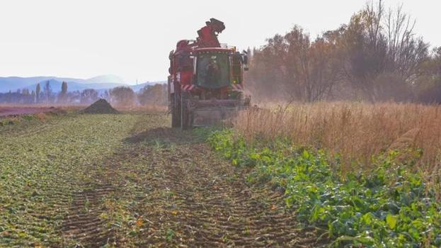 Bayburt'ta hasat başladı! Şeker pancarında rekor kırıldı