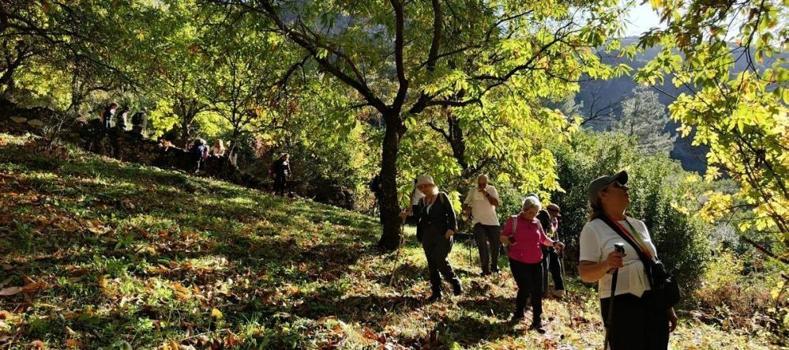 Aydın'da ormana girince fark ettiler: Köylüler yıllardır bu sesi duyuyor