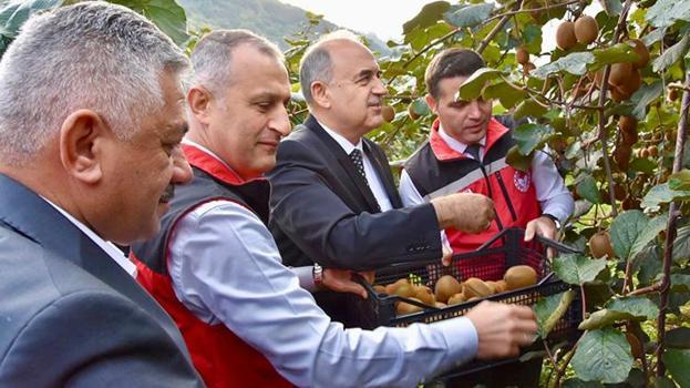 Coğrafi işaretli Ordu kivisinde hasat başladı: 8 dönümden 25 ton çıkıyor!