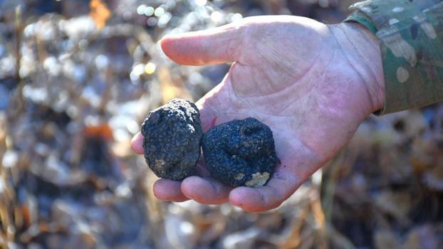 Bayburt'ta ağaç diplerinde rastlandı! Doğanın gizli hazinesi köylüye gelir kapısı olacak