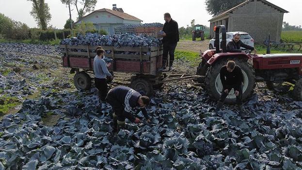 22 bin dekar alanda hasat başladı! Bafra çiftçisi lahana hasadında verimden memnun, fiyattan şikayetçi