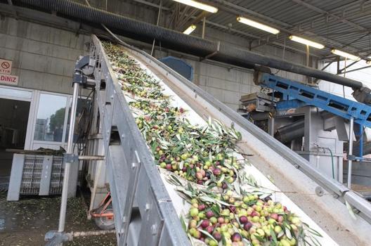 Zeytinde rekolte düşük, ancak yağda kalite yüksek