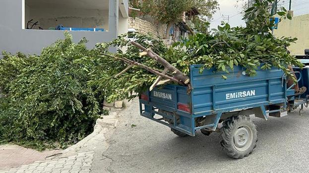 Hatay'da köylülerin geçim kaynağında hasat başladı! Doğada kendiliğinden yetişiyor kilosu 11 TL