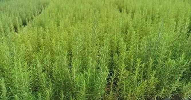 Muğla toprağıyla uyumlu olduğu belirlendi! Yüzde 100 hibeyle başladı