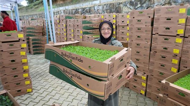 Gebzeli çiftçiye büyük destek! Ücretsiz 500 bin adet dağıtıldı