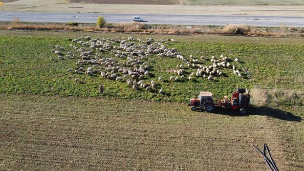Yozgat Sorgun'da mesai tam gaz devam ediyor: 6 aylık emek bitmek üzere, şimdiden kilometrelerce kuyruk oluştu