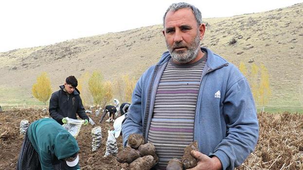 Ağrı Patnos'ta tarımda devrim! Mor patates hasadı başladı: 7 dekardan 40 dekara çıktı, kar yağmadan bitirilecek!