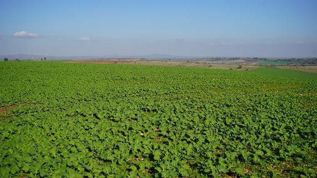Edirne'de yüzler güldü: Yağmurlar geldi, kanola tarlaları yeşerdi! Yüzde 30 oranında artış var