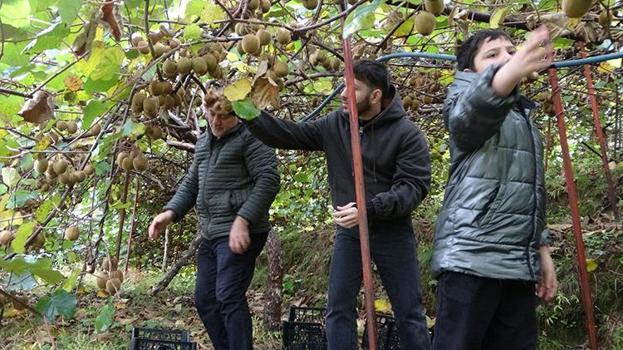 İran kivisi Trabzon'u vurdu: Fiyatlar dibi gördü! Hasada başlayan üretici şikayetçi