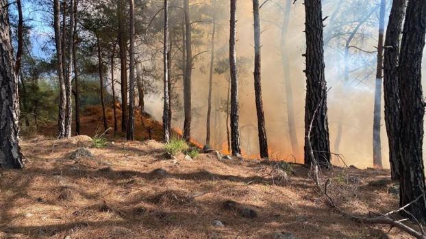 Muğla'da orman yangını! Ekipler müdahale ediyor