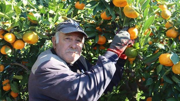 İzmir Seferihisar'da hasat başladı! Toptan fiyatı 15 lira pazarda 50 TL