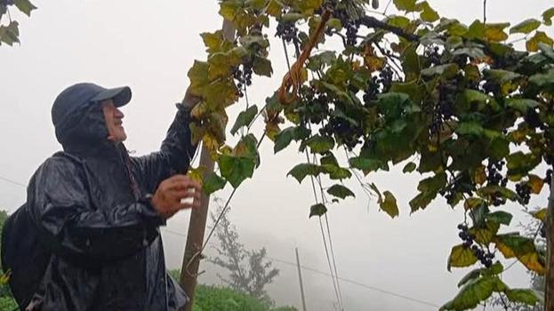 Rizeliler sadece kendileri için yapıyor! Hem maliyet hem de emek yüksek: Satmıyoruz