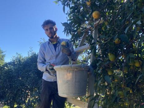 Hasat sezonu başladı, her evin mutfağında bulunur! Bu yıl 22 liradan satılacak