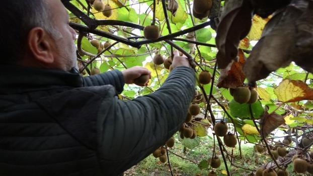 Bu meyvenin habercisi kuşlar! Fiyatını ucuzlatmasının iki sebebi var
