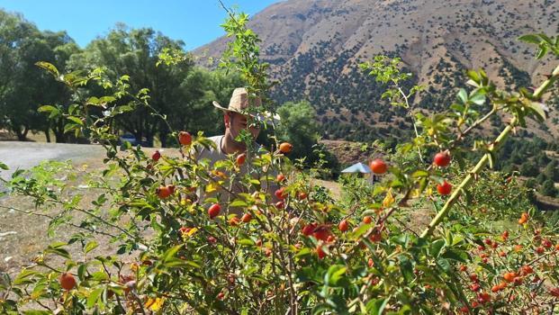 Dağların kırmızı hazinesi! Kış aylarının vazgeçilmezinde hasat zamanı