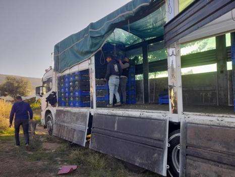 Üzüm hasadı devam ediyor! Kilogram fiyatı kış yaklaşmasına rağmen düşük