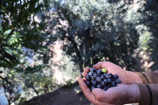 Asit oranı çok düşük, lezzeti doyumsuz! Bu ilde yetişmez sanılıyordu ama en kalitelisi üretiliyor