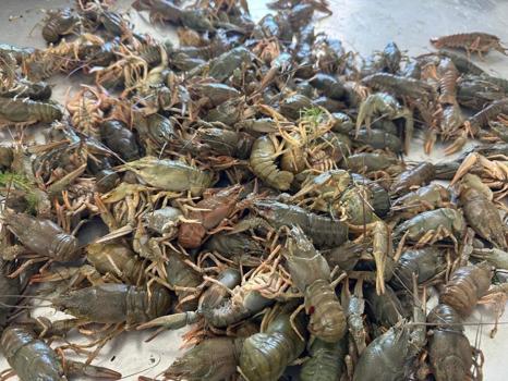 Isparta'da Kerevit yasağı başladı! 15 Haziran'a kadar sürecek