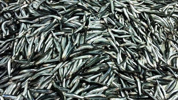 Deniz dolu geldi! Karadeniz Ereğli'de hamsi bolluğu: 2.5 ayda 5 bin ton avlandı, rekolte 15 bin tonu görecek!