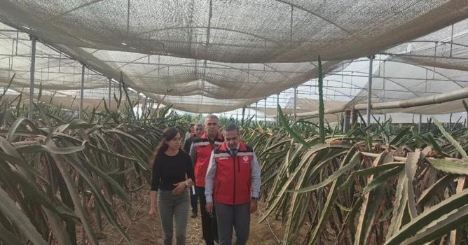 Aydın'da pitaya üretimi 91 dekara ulaştı! İlçelerde alan genişliyor