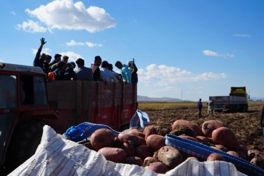 Patates hasadı için işçi bulamadı, İran'dan getirdi