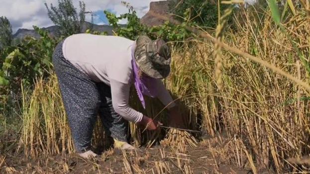 Artvin'in ilçesinde hasat devam ediyor! Her yıl yüzlerce ton ürün toplanıyor