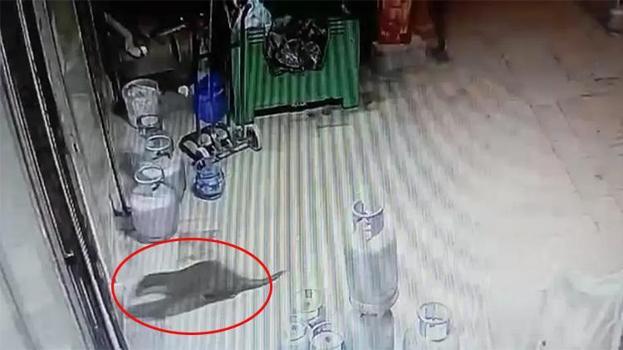 Malatya’da geceyi hareketlendiren sürpriz: Malatya'da bir ilginç hayvan daha görüntülendi