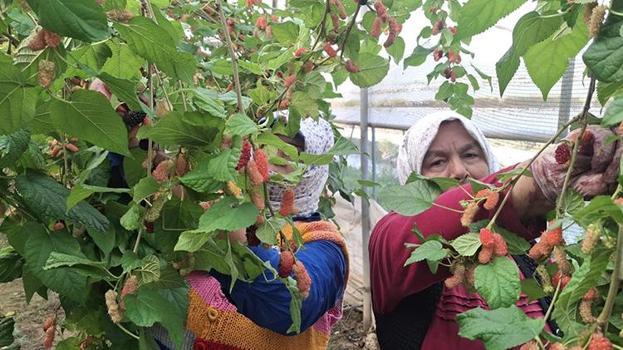 Silifke'de hasat başladı: Lüks sofraların gözdesi! Dubai ve Katar'a ihraç ediliyor! 600 ton rekolte bekleniyor