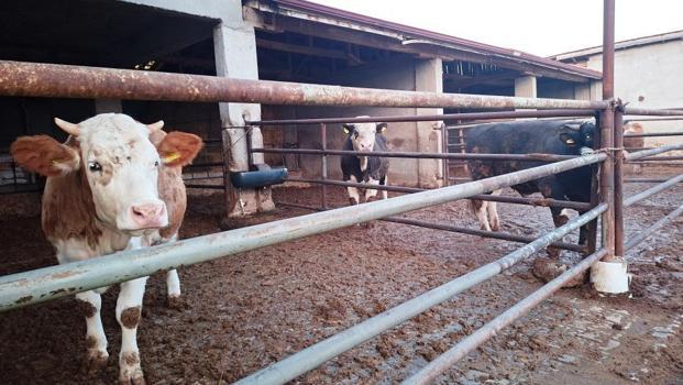 Kütahya’da şap karantinası yeniden başladı