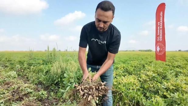 Hasat sezonu tamamlandı ama tarlada mesai bitmedi! Çöpünü bile değerlendiriyorlar: Bol süt veriyor diye hayvan yemi yaptılar