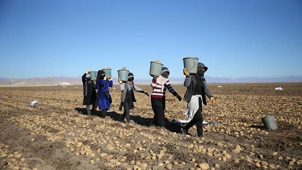 Süphan Dağı'nın Eteklerinde Bitlis'in altın hasadı devam ediyor! Tarladan çıkmadan ihraç ediliyor, çiftçi bayram etti