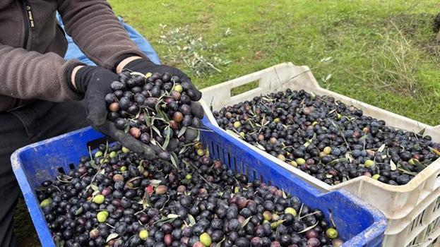 Osmaneli zeytininde hasat yağlık çıkmadı, mazot ve gübre çiftçiyi resmen 'duman' etti! Üretici isyanda Tarlada 160, markette 500 lira
