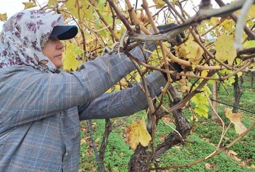 Manisa'da gelir kapısı değişti: Evden başladılar! Üretici ailesi için yöntem geliştirdi