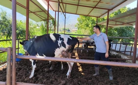 Muğla'da şap alarmı! 11 mahalle karantinaya alındı