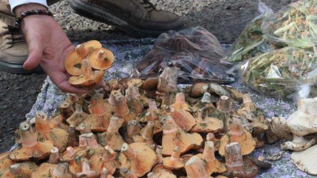 Ormandan bedava toplayıp pazarlarda satıyorlar! Kilosu 300 lira: "70 tür birbirine benziyor, ölüme bile götürüyor"