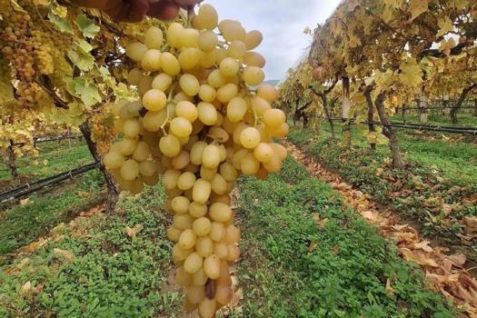 Sarıgöl Ovası'nın sırrı ortaya çıktı: Örtü altı sistemiyle Ocak ayına kadar taze kalıyor
