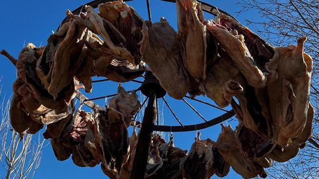 Gurbetteki Karslılar yaşadı! Hepsini onlar için kesip kurutmaya bıraktı