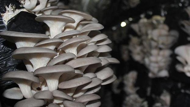 Muğla&#39;nın Milas il&#231;esinde &#246;ğrenciler okulda istiridye mantarı &#252;retiyor