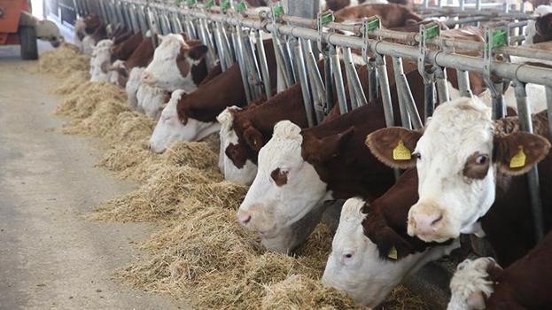 Tokatlı vatandaş devlet desteği aldı! Hayvan sayısını 20 kat artırdı