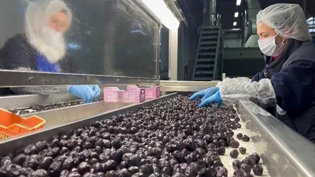 Türk zeytini dünyada rekor kırdı: 65 ülkede kapış kapış satılıyor