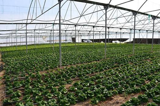 Antalya'da kriz yükseliyor: Tarlada 2 lira, pazarda 30 lira!