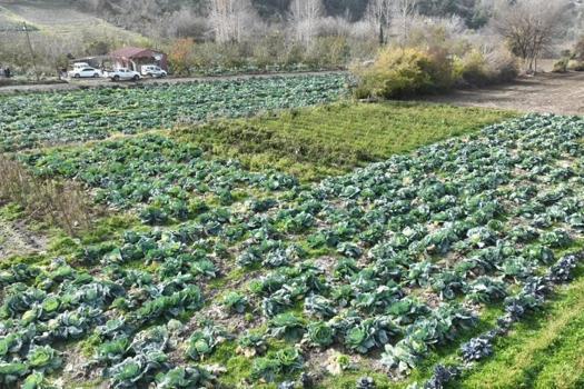 Osmaniye beklediğini Aralık ayında aldı: 70 d&#246;n&#252;mde hasat başladı