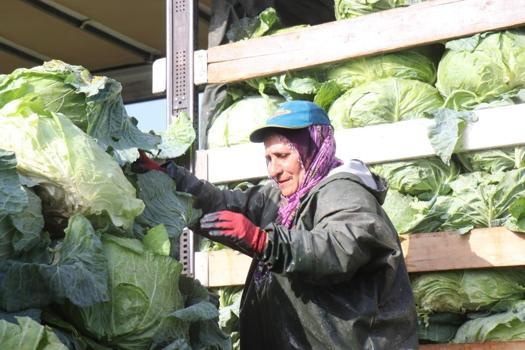 2 bin lira yevmiyeyle yaz kış çalışıyorlar! Sakarya'da kadın işçilerin zorlu hasadı başladı